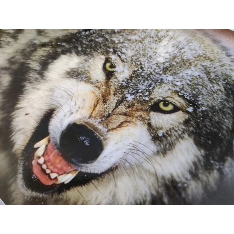 Нарды деревянные подарочные Волчий оскал средние 50 см